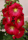 Stockrose