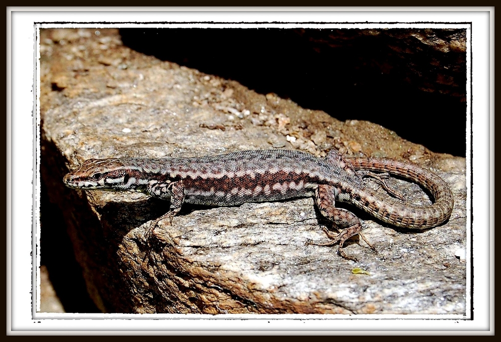 Serie Bewohner von Glurns 1