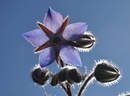 Borretschblüte