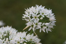 Bärlauchblüte