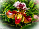 Orchidee