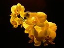 Orchidee im Licht !