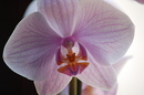 Orchidee (2)-Versuch eines Makros-