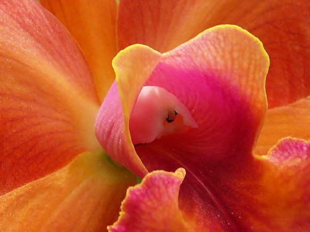 Orchid