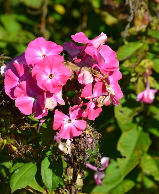 Schönheit der Natur in allen seinen farben