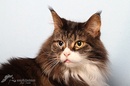 Main Coon 