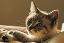 neues von der Mietzekatze