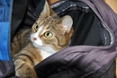 Meine Katze im Rucksack
