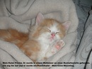 Mein Kater "Flocke" am Fundtag.