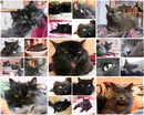 Meine Katzen. 