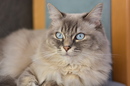 Unser Kater (Chef) Nino