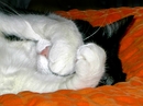 Oh nooooooooooooo! nicht der schon wieder!!!!