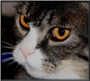 Katzenauge