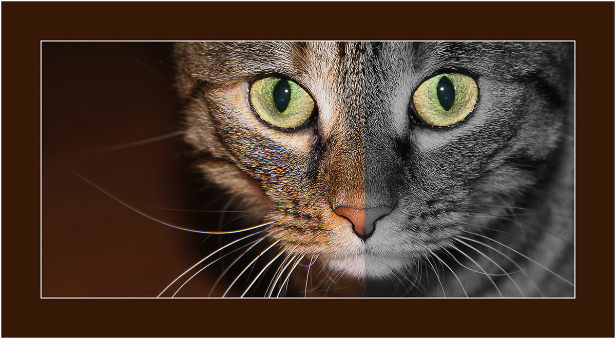 Kisha