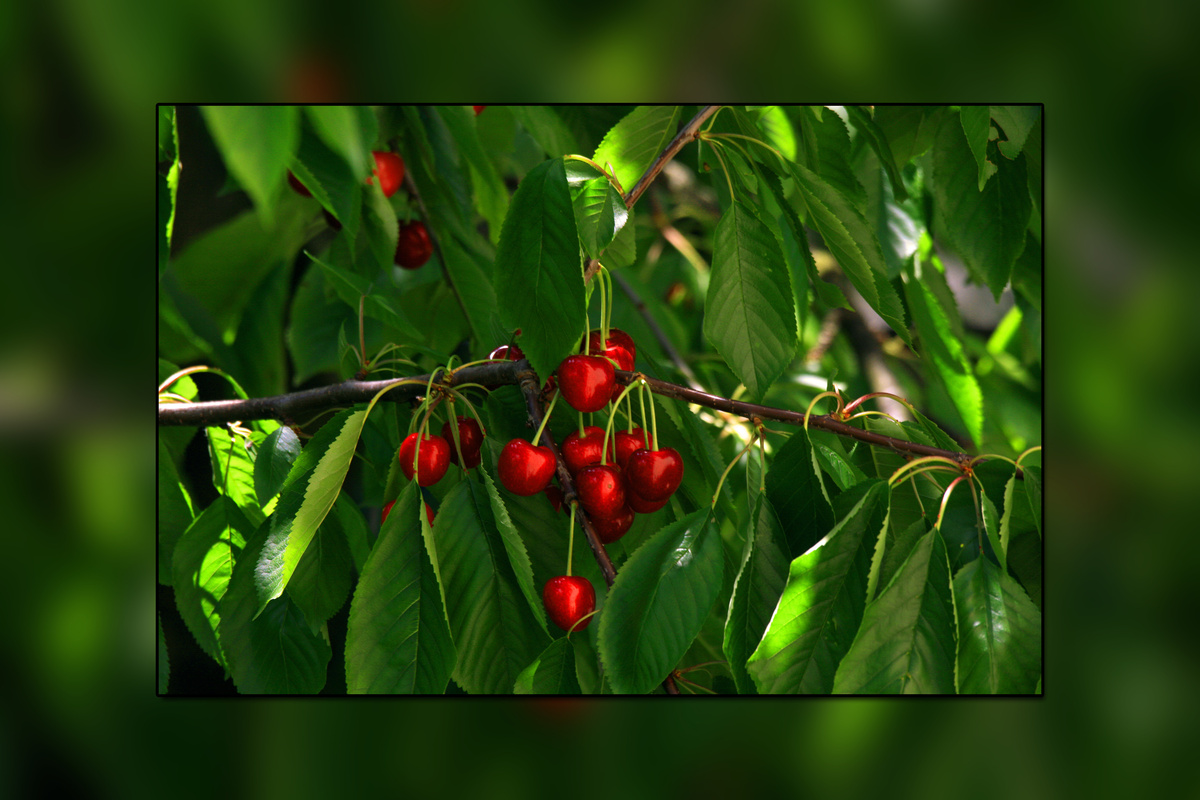 Kirschen aus Nachbars Garten.........