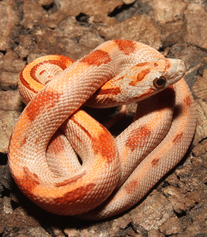 Toffee Bloodred Striped 2014