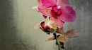 Orchidee