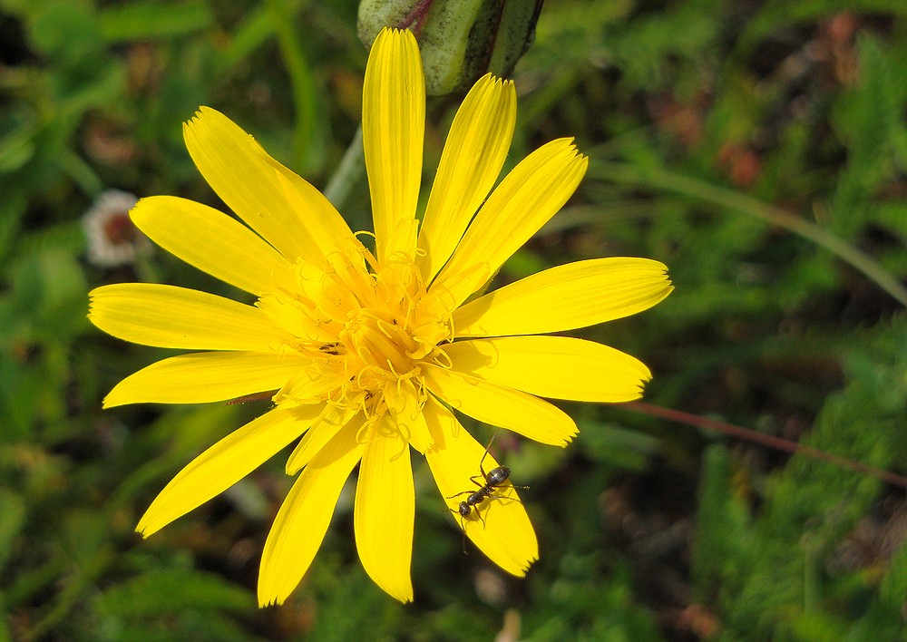 Besuch auf einer Arnikablüte