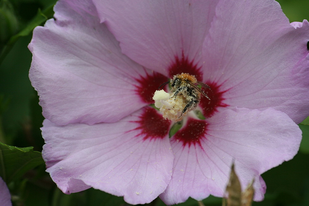 Wespe an Hibiskusblüte