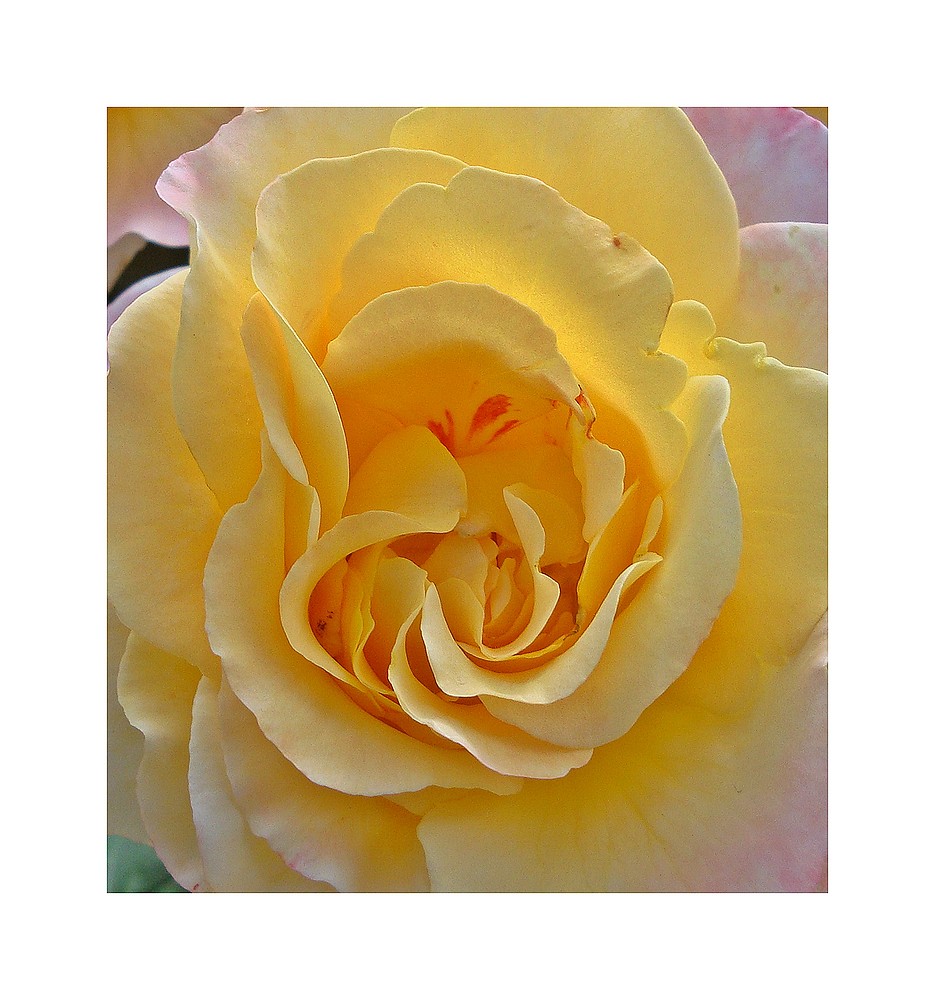 Ins Herz einer Rose gesehen