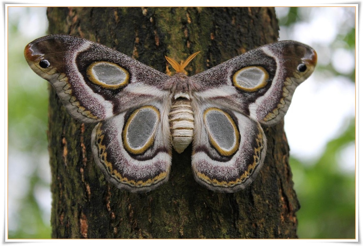 Schmetterling 2
