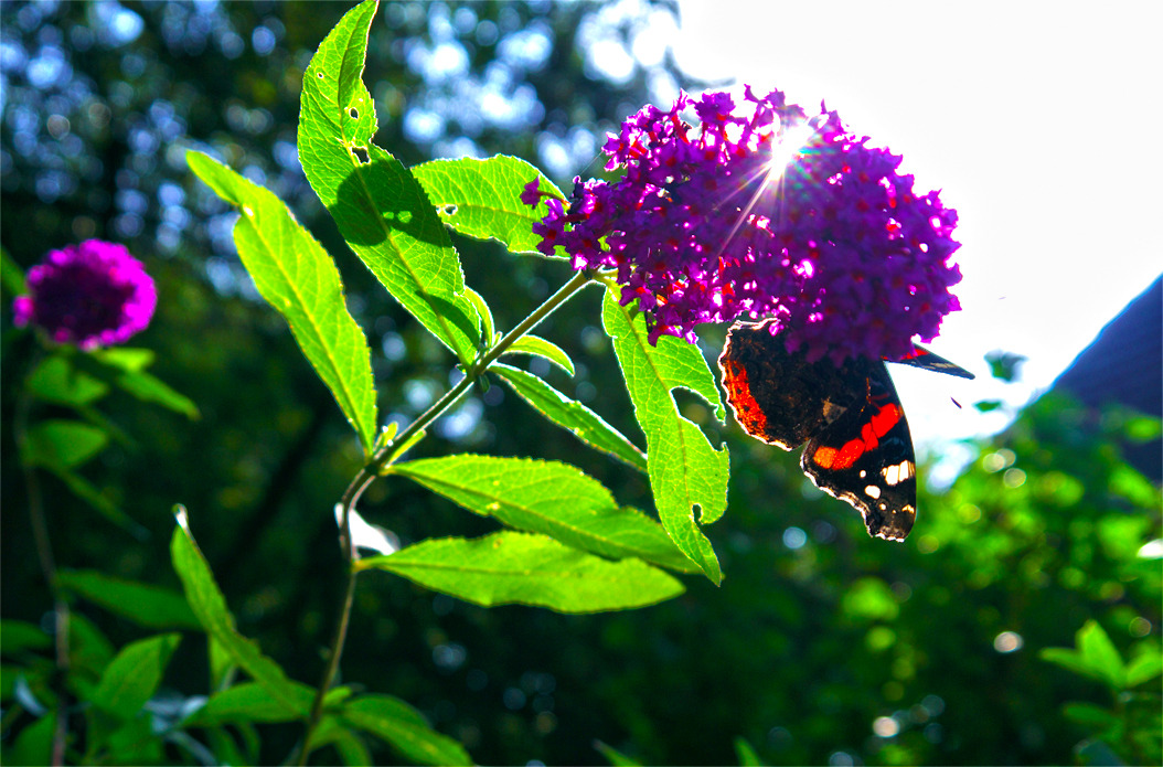 Ein paar Sonnenstrahlen ^^