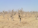 Kalahari / Okawango