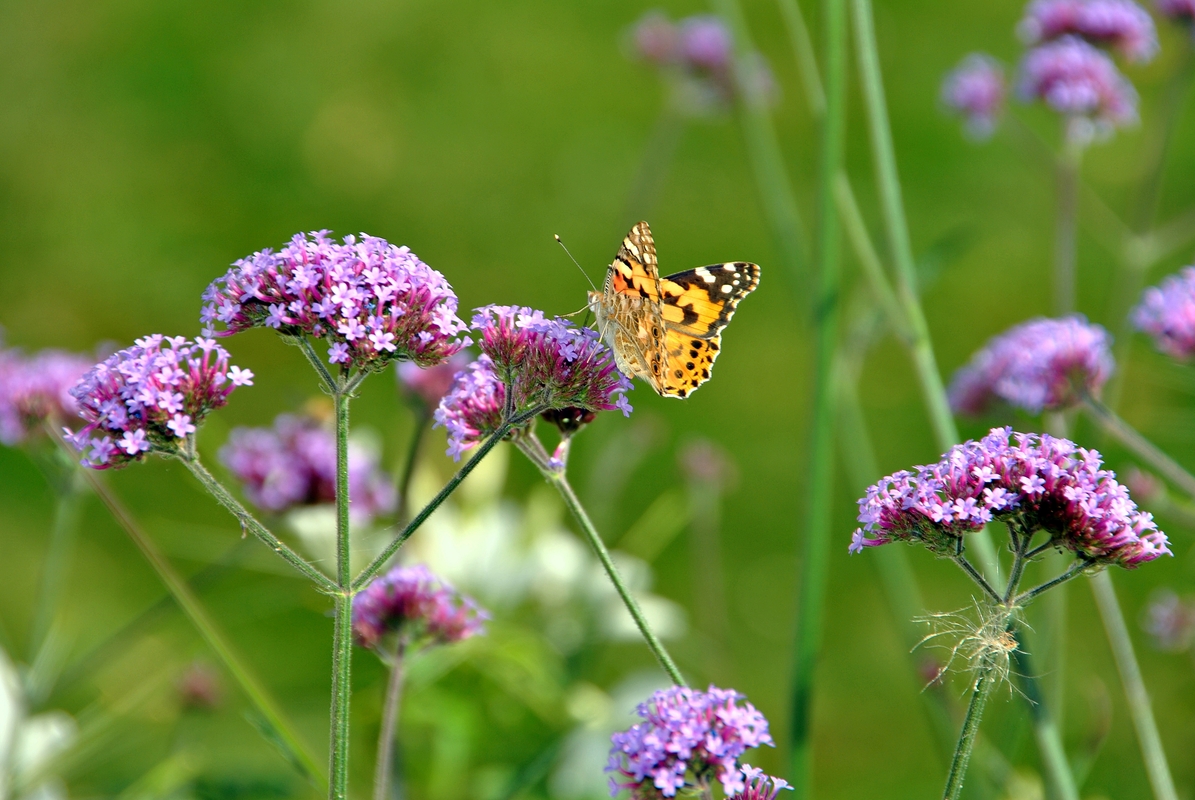 Schmetterling auf Blume
