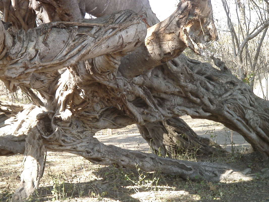 Kalahari / Okawango