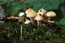 die kleine Pilzfamilie