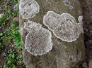 Lecanora muralis (Mauerflechte)