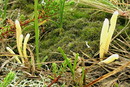 Clavaria argillacea (Gelbstielige Keule, Heidekeule)