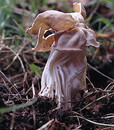 Herbstlorchel = Helvella crispa Fries