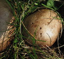 Rotbräunlicher Kartoffelbovist = Scleroderma bovista Fries --- 6.  Foto ---