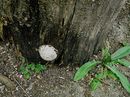 Myxomxcet Enteridium lycoperdon