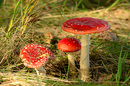 Fliegenpilze