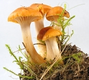 Wiesenellerling