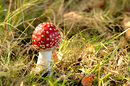 Fliegenpilz