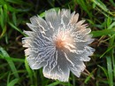 Pilz im Morgenlicht