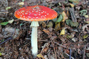 Fliegenpilz