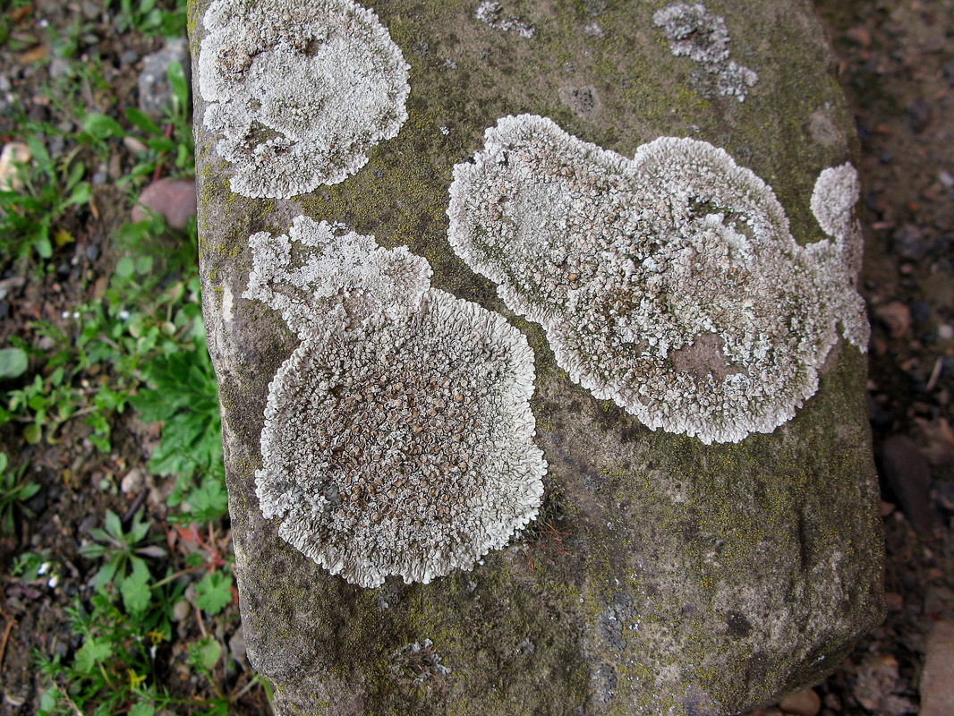 Lecanora muralis (Mauerflechte)