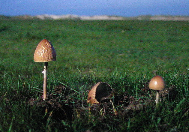 Ring-Düngerling (Panaeolus fimiputris) --- 3. Foto ---