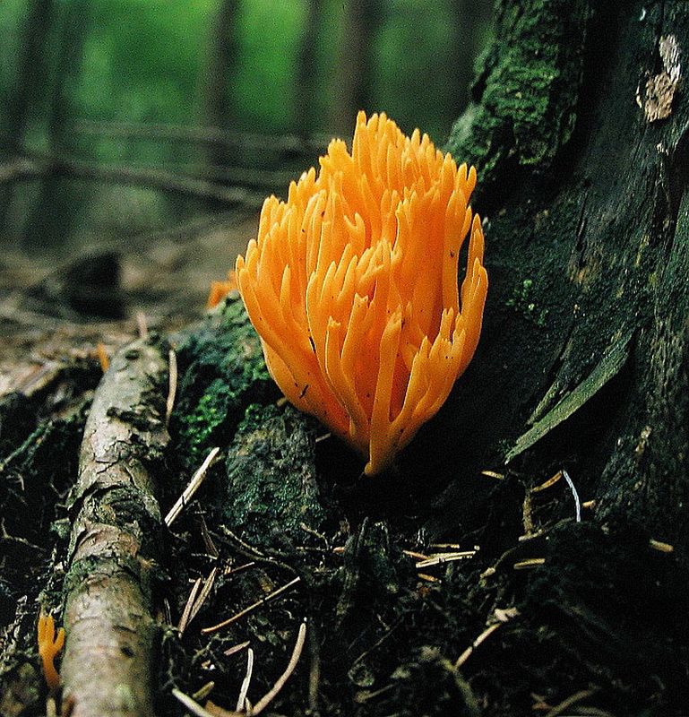 Klebriger Hörnling (Calocera viscosa)