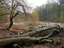 Winterlicher Fischteich