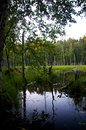 Linnansaari
