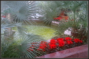 Palmengarten IV