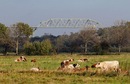 Kühe unter der Brücke