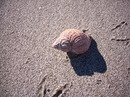 Nordseestrand Dänemark