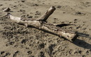 Strandgut