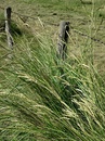 Sylt 2011